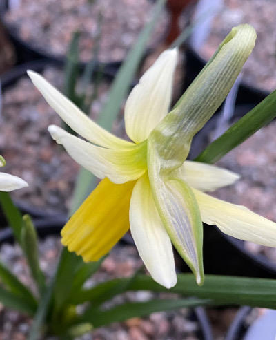Narcissus Snipe 